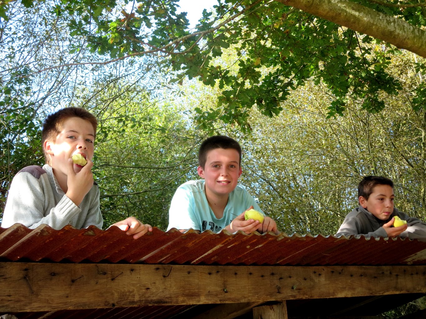 Dégustation  après construction d'un nouveau cabanon et avant pressage des pommes pour des centaines de litres d'un jus naturel!